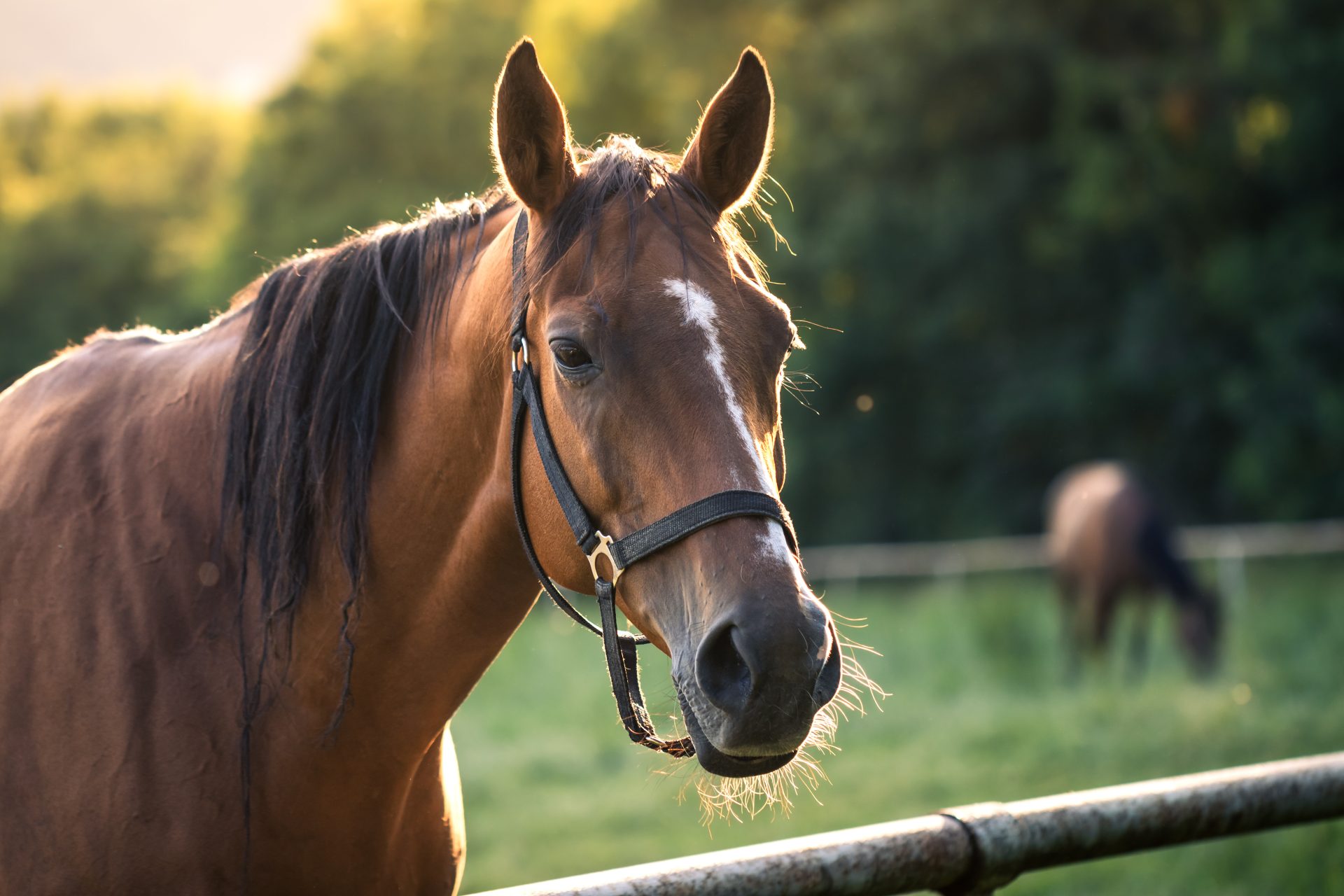 Thoroughbred horse mare on pasture. Farm animal