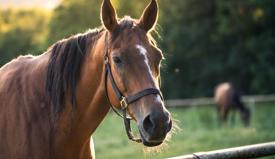 Thoroughbred horse mare on pasture. Farm animal