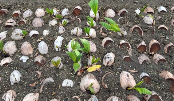 Coconut Nursery