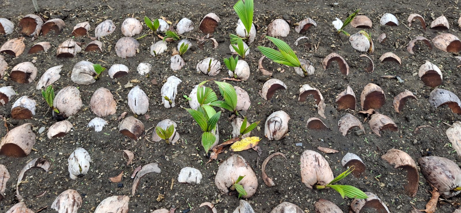 Coconut Nursery
